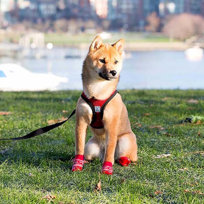 RC Pets Step In Cirque Dog Harness - Red image number null