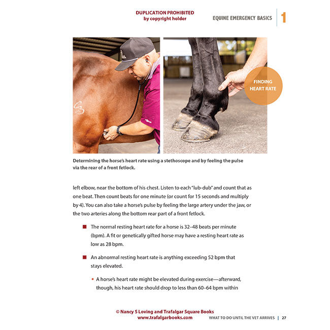 What to Do Until the Vet Arrives: Emergency Care for Horses image number null