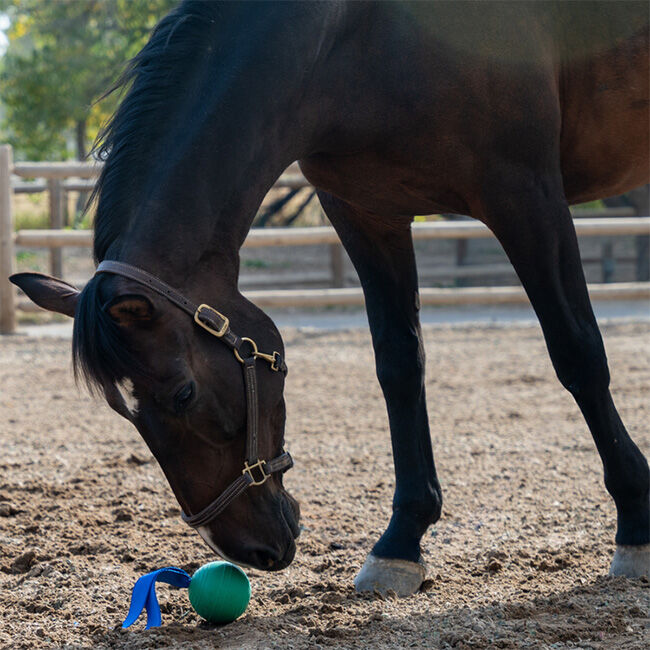PetKORE KORE Flex Ball & Tail for Horses image number null
