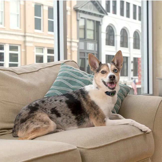 PetSafe Lite Rechargeable Bark Control Collar image number null