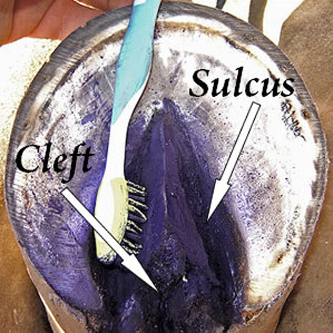 Kopertox Dressing image number null