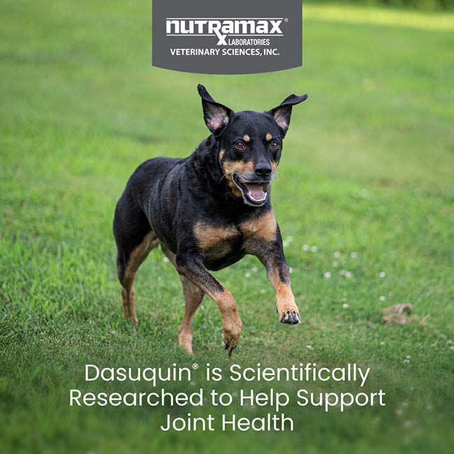 Nutramax Dasuquin for Small to Medium Dogs, Joint Health Supplement, Contains Glucosamine for Dogs, Plus Chondroitin, ASU and More, Supports Healthy Joints, Soft Chews image number null