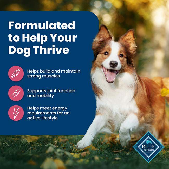Blue Buffalo Life Protection Formula Healthy Weight Dog Food - Salmon & Brown Rice Recipe image number null