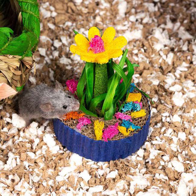 Prevue Pet Succulent Mini Garden - Assorted Colors image number null
