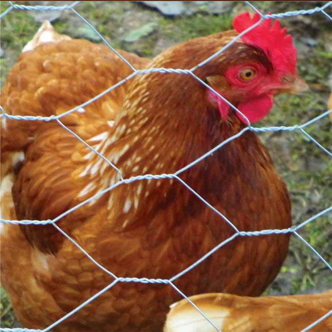 Garden Craft Galvanized Hex Poultry Netting image number null