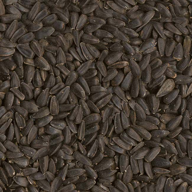 Ace Hardware Songbird Black Oil Sunflower Seed Wild Bird Food image number null
