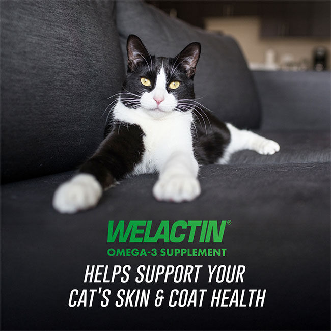 Nutramax Welactin Omega 3 Fish Oil for Cats, Skin and Coat Health Supplement, Plus Kidney, Brain, and Vision Support, Premium Omega 3 Fatty Acids EPA and DHA - 4 oz image number null