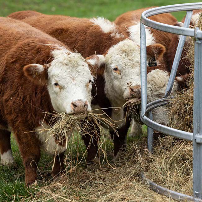 Behlen Country EcoSmart Round Bale Feeder image number null