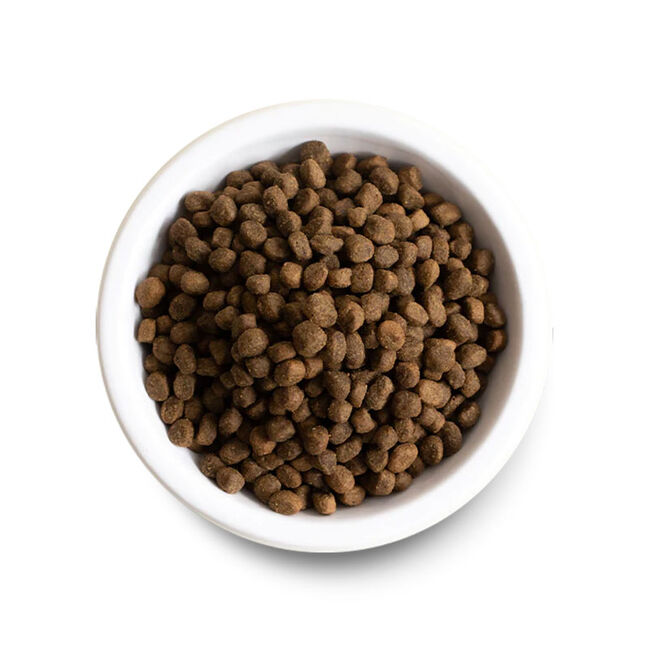 Open Farm Dog Food - Wild-Caught Salmon & Ancient Grains Recipe image number null