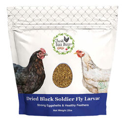 Fresh Eggs Daily Dried Black Soldier Fly Larvae