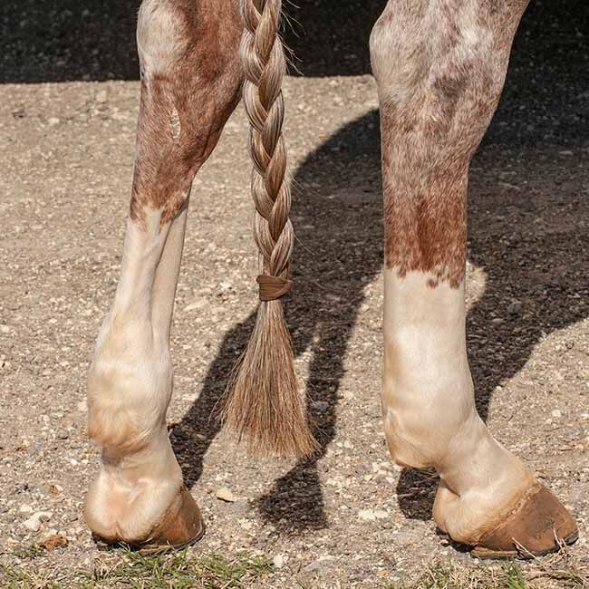 Classic Equine Tail Elastic Braiding Bands image number null