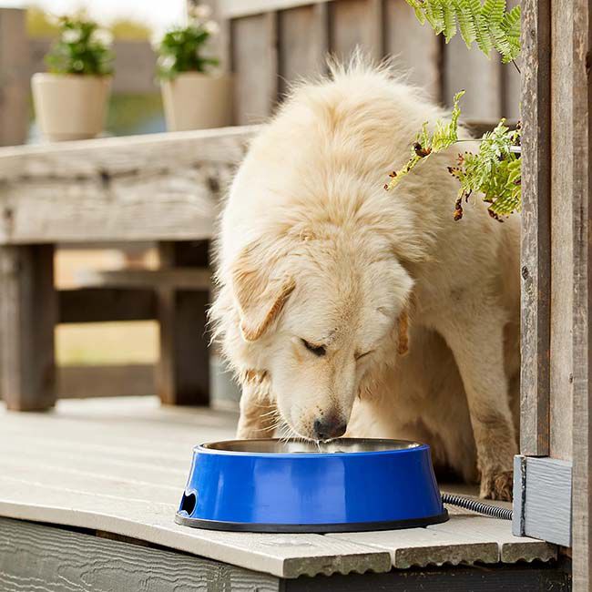 Farm Innovators Signature Series Stainless Steel Heated 3-Quart Pet Bowl image number null