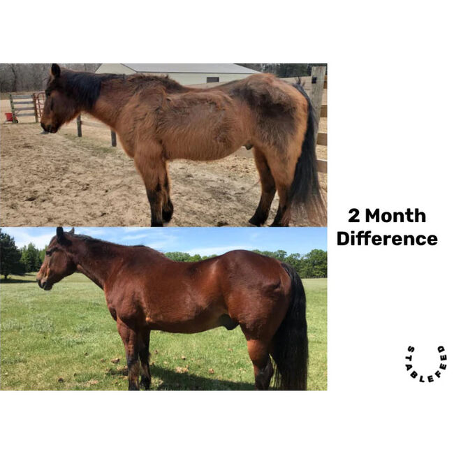 StableFeed Seasons Biome Blend Feed image number null