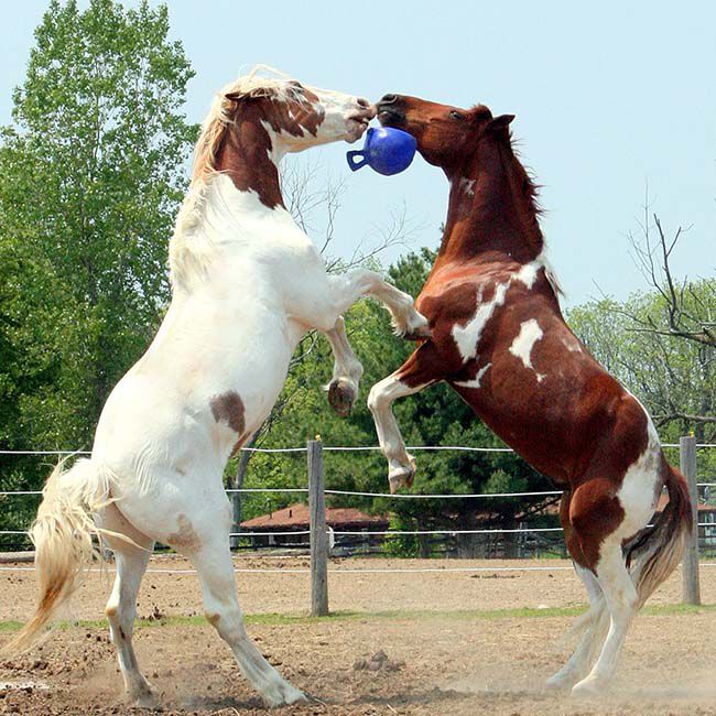 Horsemen's Pride Jolly Ball Horse Toy image number null