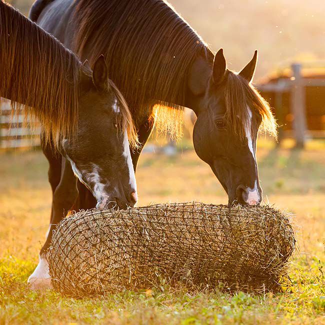 Texas Haynet Square Bale Hay Net image number null