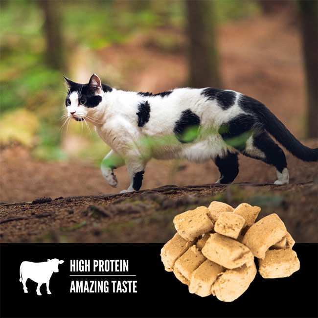 ORIJEN Freeze-Dried Cat Treats - Regional Red Recipe - 1.25 oz image number null