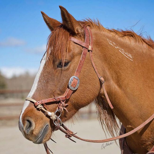 Weaver Equine Justin Dunn Bitless Bridle image number null