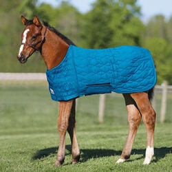 Schneiders UltraFlex Foal Saver - Teal