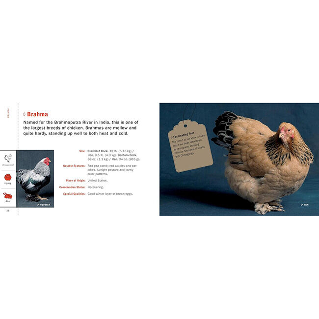 Poultry Breeds: Chickens, Ducks, Geese, Turkeys: The Pocket Guide to 104 Essential Breeds image number null