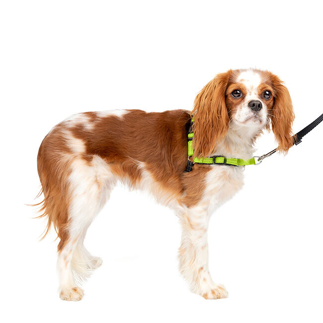 PetSafe Easy Walk Deluxe Dog Harness - Apple Green image number null