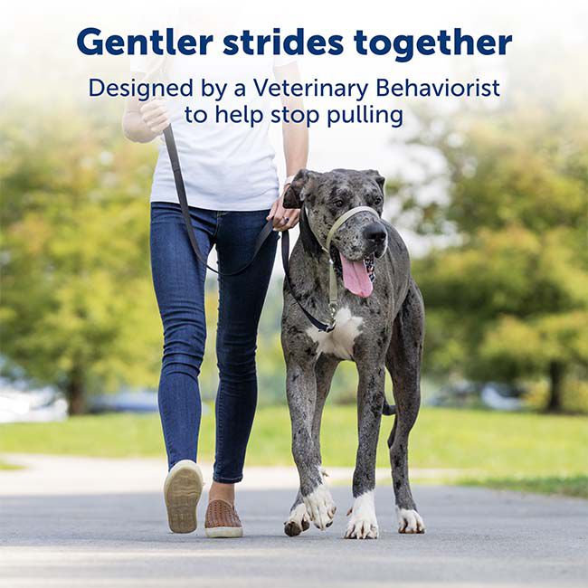 PetSafe Gentle Leader Head Collar - Royal Blue image number null