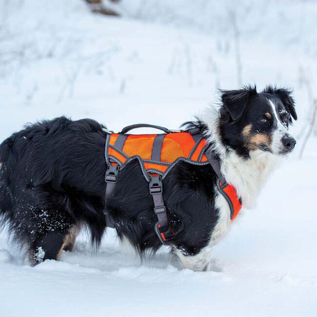 Terrain D.O.G. High-Vis Dog Harness - Orange image number null