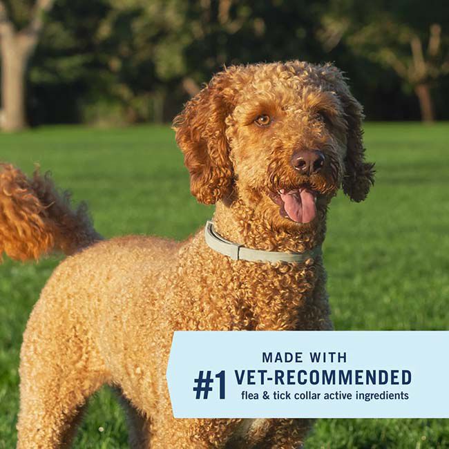 PetArmor Extend Flea & Tick Collar image number null