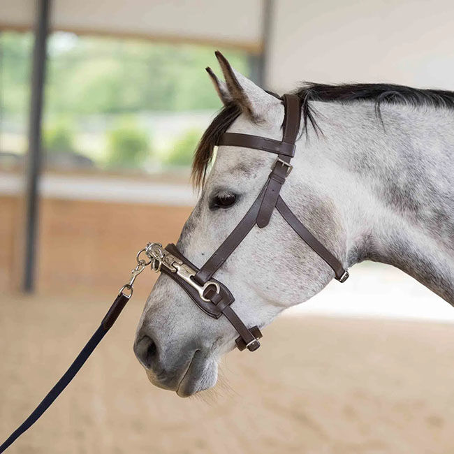Equinavia Saga Lunge Cavesson - Chocolate Brown image number null