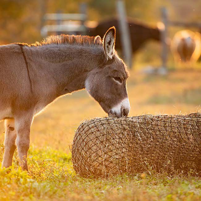 Texas Haynet Square Bale Hay Net image number null