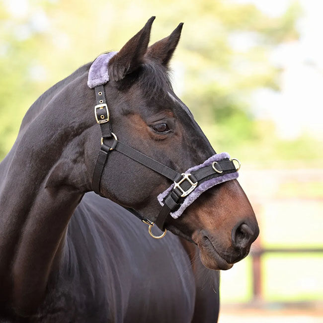 Shires Fleece-Lined Lunge Cavesson - Black image number null
