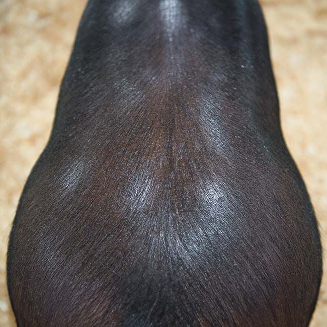 Weaver Livestock Swine Conditioner and Shine - 1 Quart image number null