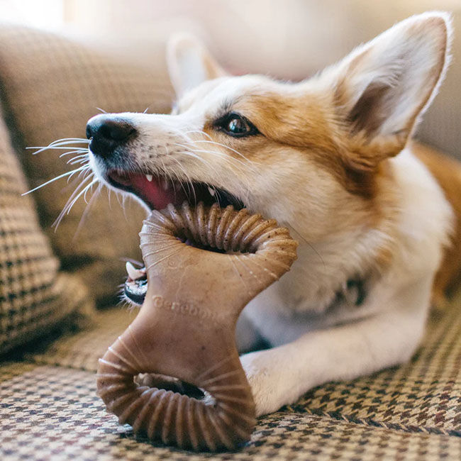 Benebone Dental Chew - Peanut Butter Flavor image number null