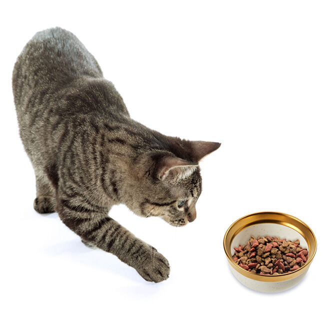 Spot Malibu Gold Cat Dish image number null