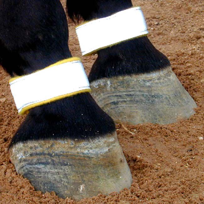 Intrepid International Reflective Leg Bands - Yellow image number null