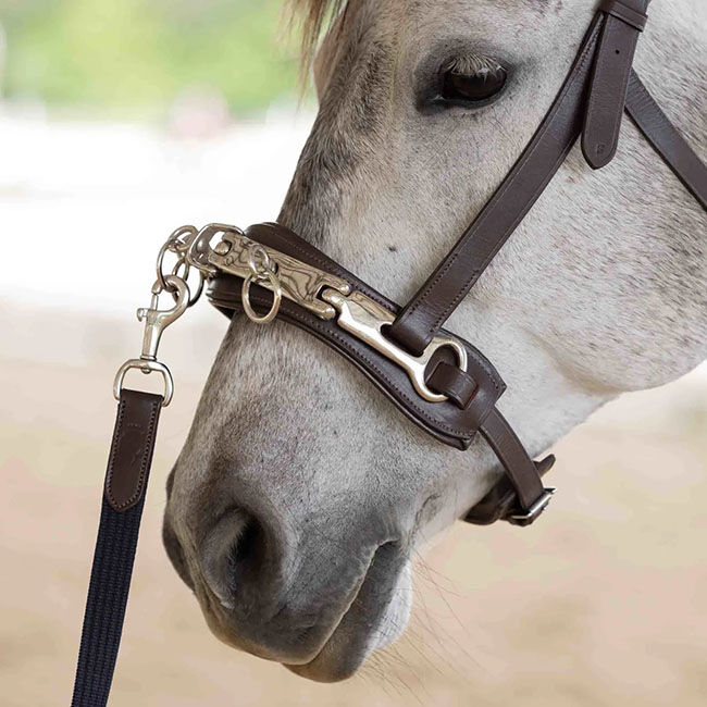Equinavia Saga Lunge Cavesson - Chocolate Brown image number null