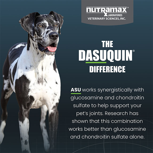 Nutramax Dasuquin for Large Dogs, Joint Health Supplement, Contains Glucosamine for Dogs, Plus Chondroitin, ASU, MSM and More, Supports Healthy Joints, Soft Chews image number null