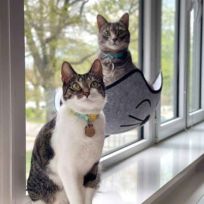 K&H Pet EZ Mount Kittyface Window Bed image number null