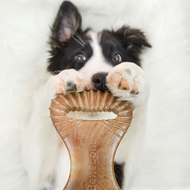 Benebone Dental Chew - Peanut Butter Flavor image number null