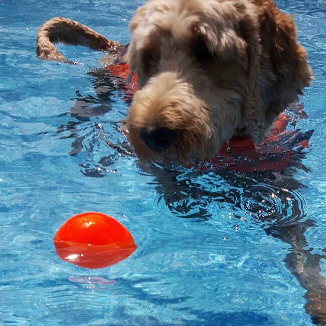 Ruff Dawg Ball - Rubber Retrieving Dog Toy - Assorted Colors image number null