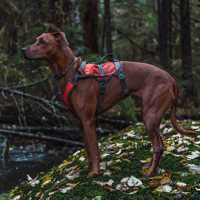 Terrain D.O.G. High-Vis Dog Harness - Orange image number null