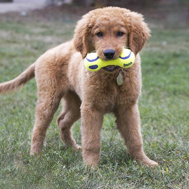 KONG AirDog Squeaker Dumbbell image number null