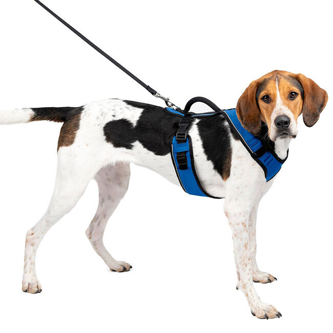 PetSafe EasySport Harness - Blue image number null