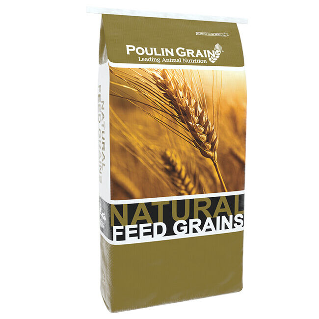 Poulin Grain Golden Select Whole Oats - 50 lb image number null