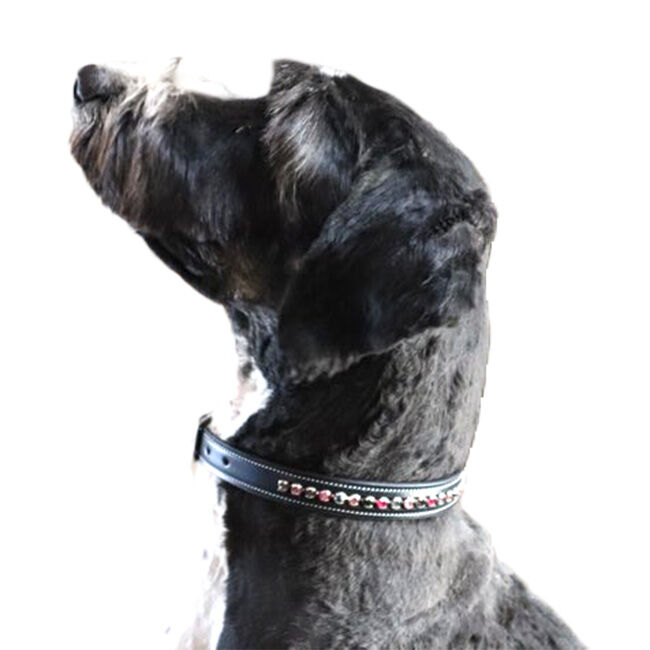 KL Select Crystal Dog Collar - Blackberry image number null