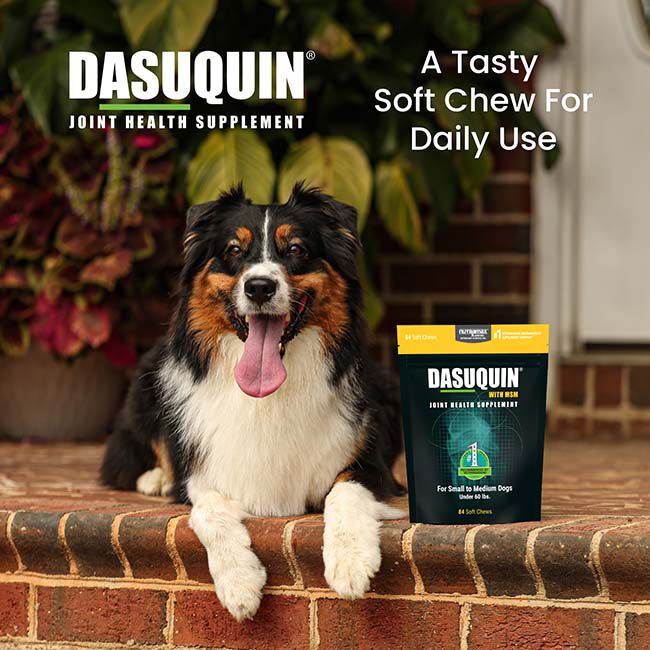 Nutramax Dasuquin for Small to Medium Dogs, Joint Health Supplement, Contains Glucosamine for Dogs, Plus Chondroitin, ASU, MSM and More, Supports Healthy Joints, Soft Chews image number null