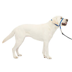 PetSafe Gentle Leader Head Collar - Royal Blue