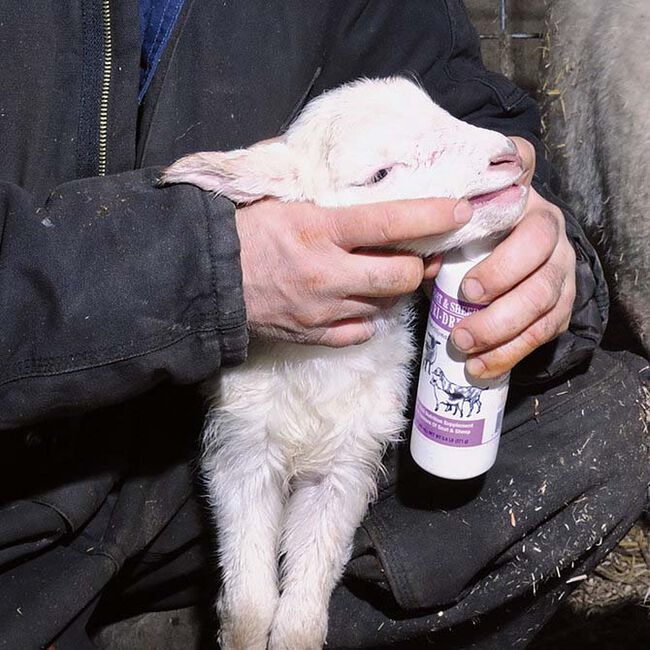 Bovidr Laboratories Nutri-Drench for Goats & Sheep - 8 oz image number null