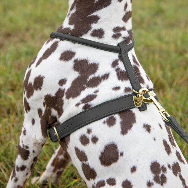 Shires Digby & Fox Rolled Leather Harness image number null