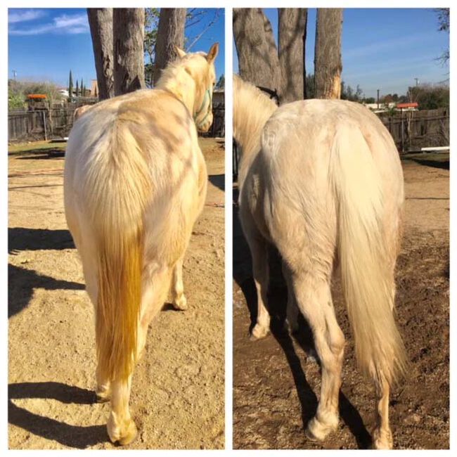 Knotty Horse Apricot Oil Brightening Shampoo - 36 oz image number null