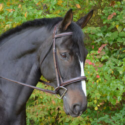 KL Select Black Oak Cyprus Bridle